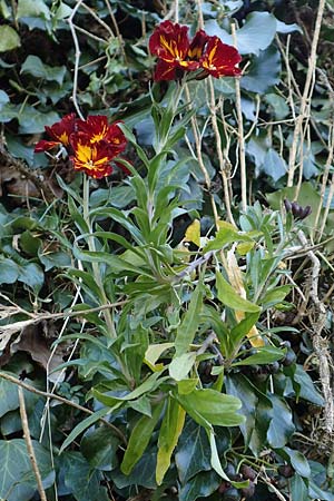 Erysimum cheiri \ Goldlack / Wallflower, D Mannheim-Seckenheim 4.4.2020
