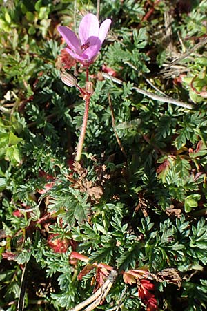 Erodium cicutarium \ Gewhnlicher Reiherschnabel / Common Crane's-Bill, Philary, D Sandhausen 27.3.2021