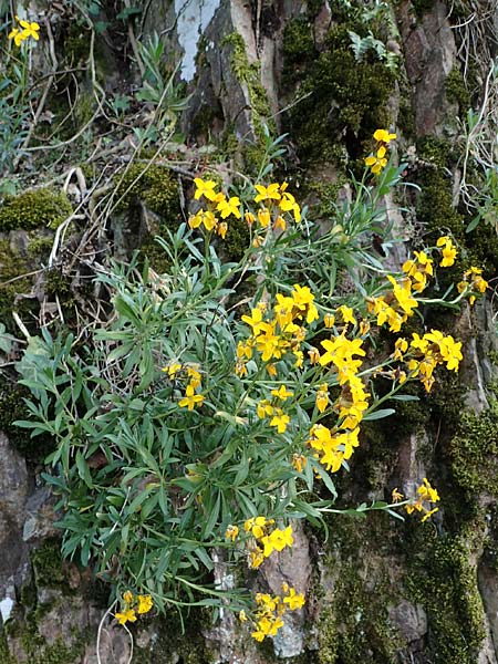 Erysimum cheiri \ Goldlack / Wallflower, D Bad Kreuznach, Ruine Rheingrafenstein 20.4.2021