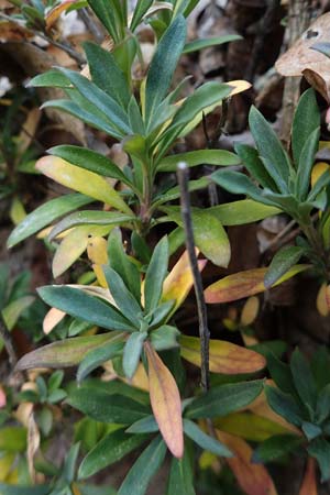 Erysimum cheiri \ Goldlack / Wallflower, D Bad Kreuznach, Ruine Rheingrafenstein 20.4.2021