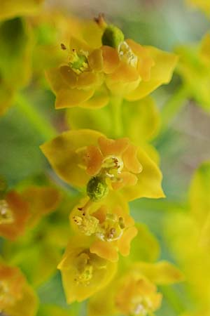 Euphorbia cyparissias \ Zypressen-Wolfsmilch / Cypress Spurge, D Grünstadt-Asselheim 1.5.2021