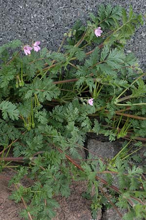 Erodium cicutarium \ Gewhnlicher Reiherschnabel / Common Crane's-Bill, Philary, D Mannheim 22.5.2021
