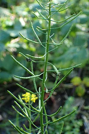 Erysimum cheiranthoides \ Acker-Schterich, Acker-Schotendotter / Treacle Mustard, D Mannheim 22.10.2022