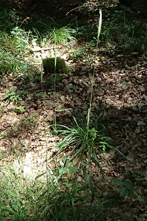 Elymus caninus \ Hunds-Quecke / Bearded Couch, D Bad König 20.7.2024