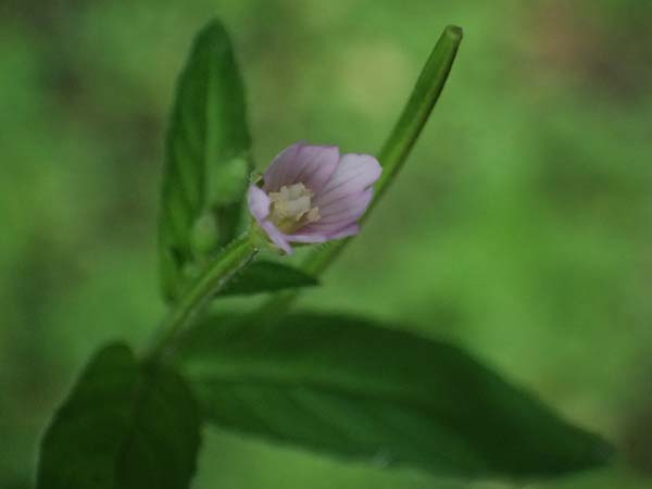 Epilobium ciliatum subsp. adenocaulon \ Drsiges Weidenrschen / American Willowherb, D Trennfurt 30.8.2025