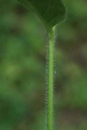 Epilobium ciliatum subsp. adenocaulon \ Drsiges Weidenrschen / American Willowherb, D Trennfurt 30.8.2025