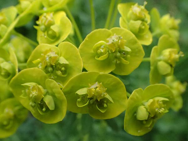 Euphorbia cyparissias \ Zypressen-Wolfsmilch / Cypress Spurge, D Bensheim 28.3.2026