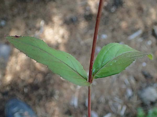 Epilobium collinum \ H�gel-Weidenr�schen / Hill Willowherb, D Schwarzwald/Black-Forest, Hornisgrinde 28.7.2026