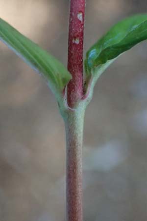 Epilobium collinum \ H�gel-Weidenr�schen / Hill Willowherb, D Schwarzwald/Black-Forest, Hornisgrinde 28.7.2026