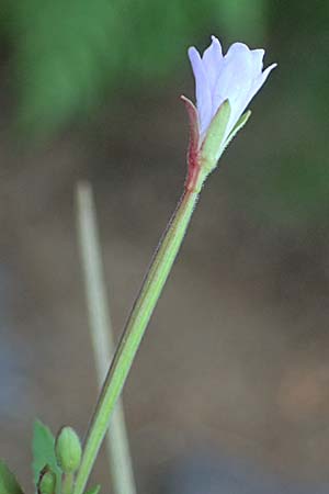 Epilobium collinum \ H�gel-Weidenr�schen / Hill Willowherb, D Schwarzwald/Black-Forest, Hornisgrinde 28.7.2026