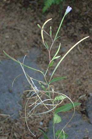 Epilobium collinum \ H�gel-Weidenr�schen / Hill Willowherb, D Schwarzwald/Black-Forest, Hornisgrinde 28.7.2026