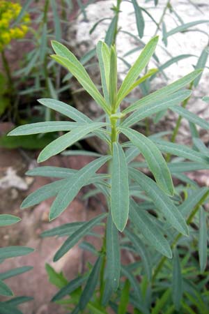 Euphorbia esula \ Esels-Wolfsmilch / Leafy Spurge, D Frankfurt Airport 13.5.2010