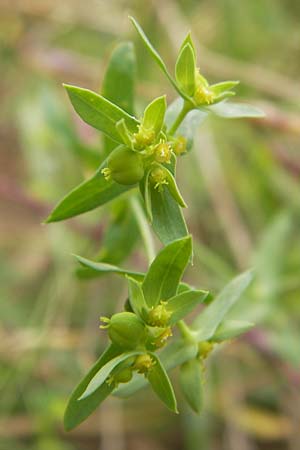 Euphorbia exigua \ Kleine Wolfsmilch / Dwarf Spurge, D Großheubach-Rosshof 16.7.2016