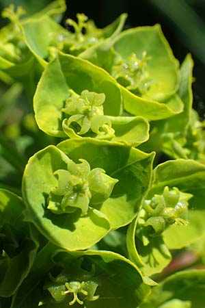 Euphorbia esula \ Esels-Wolfsmilch / Leafy Spurge, D Xanten 24.4.2019