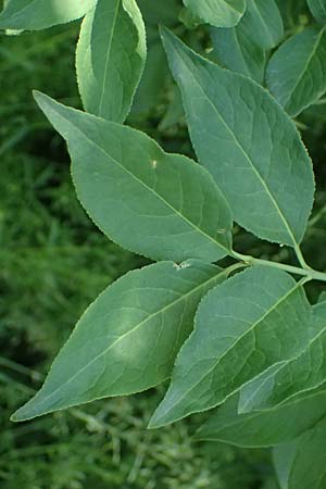 Euonymus europaeus \ Gew�hnliches Pfaffenh�tchen / Spindle, D Usingen 1.6.2026