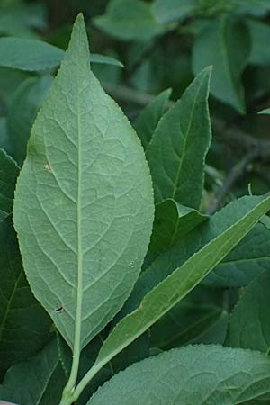 Euonymus europaeus \ Gew�hnliches Pfaffenh�tchen / Spindle, D Usingen 1.6.2026