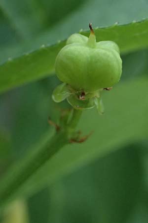 Euonymus europaeus \ Gew�hnliches Pfaffenh�tchen / Spindle, D Usingen 1.6.2026