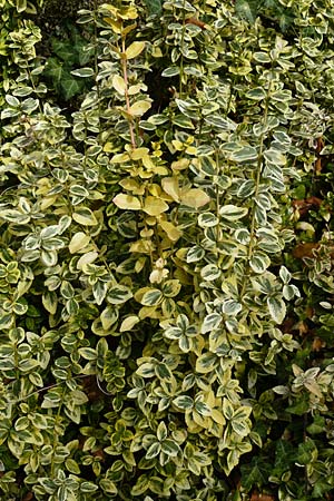 Euonymus fortunei \ Kletter-Spindelstrauch, Kriechspindel-Pfaffenh�tchen / Fortune's Spindle, D Odenwald, Lindenfels 3.10.2018