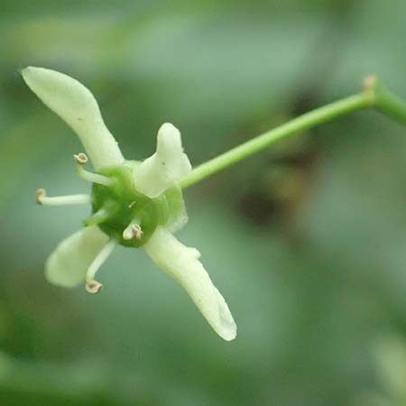 Euonymus bungeanus \ Bunges Spindelstrauch / Bunge's Spindle, D Hagen 21.5.2018
