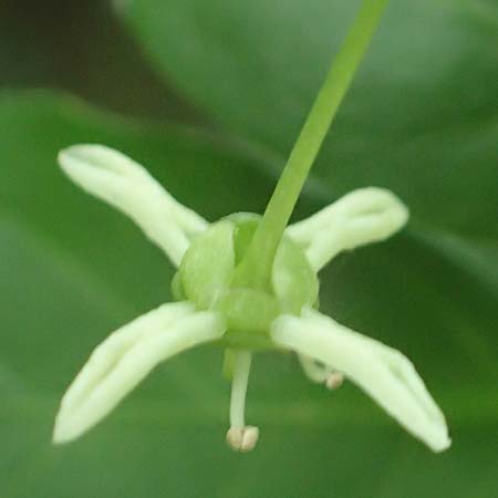 Euonymus bungeanus \ Bunges Spindelstrauch / Bunge's Spindle, D Hagen 21.5.2018