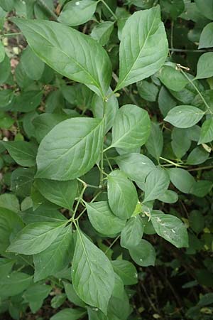 Euonymus bungeanus \ Bunges Spindelstrauch / Bunge's Spindle, D Hagen 21.5.2018