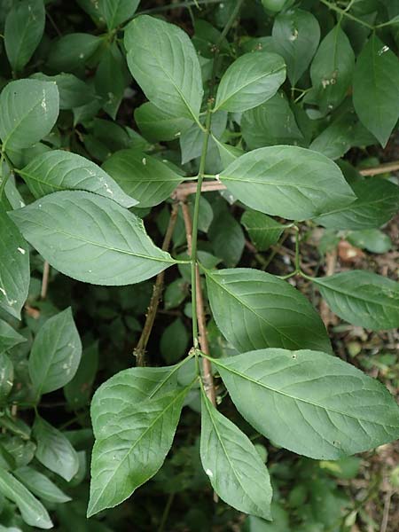 Euonymus bungeanus \ Bunges Spindelstrauch / Bunge's Spindle, D Hagen 21.5.2018