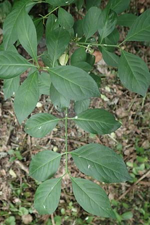 Euonymus bungeanus \ Bunges Spindelstrauch / Bunge's Spindle, D Hagen 21.5.2018
