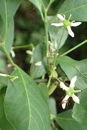 Euonymus bungeanus \ Bunges Spindelstrauch / Bunge's Spindle, D Hagen 21.5.2018