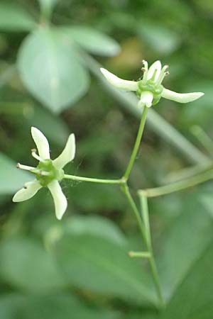 Euonymus bungeanus \ Bunges Spindelstrauch / Bunge's Spindle, D Hagen 21.5.2018