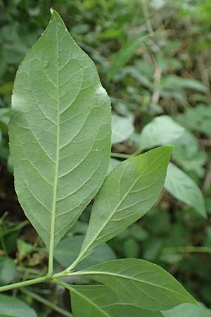 Euonymus bungeanus \ Bunges Spindelstrauch / Bunge's Spindle, D Hagen 21.5.2018