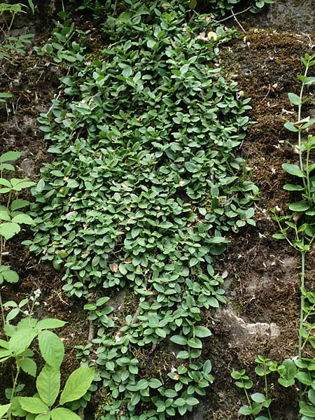 Euonymus fortunei \ Kletter-Spindelstrauch, Kriechspindel-Pfaffenh�tchen / Fortune's Spindle, D Hagen 21.5.2018