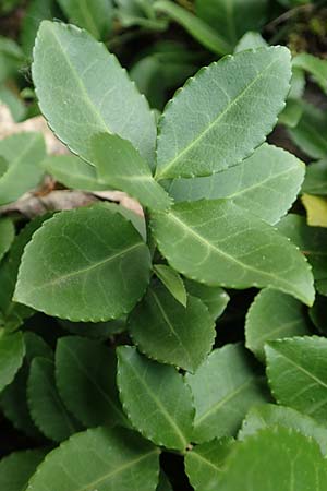 Euonymus fortunei \ Kletter-Spindelstrauch, Kriechspindel-Pfaffenh�tchen / Fortune's Spindle, D Hagen 21.5.2018