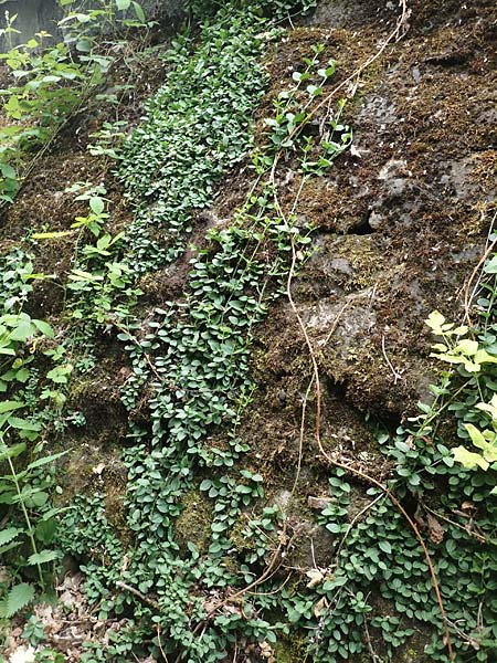Euonymus fortunei \ Kletter-Spindelstrauch, Kriechspindel-Pfaffenh�tchen / Fortune's Spindle, D Hagen 21.5.2018