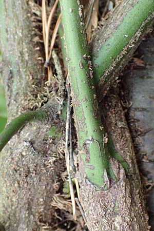 Euonymus fortunei \ Kletter-Spindelstrauch, Kriechspindel-Pfaffenh�tchen / Fortune's Spindle, D Mannheim 11.2.2019
