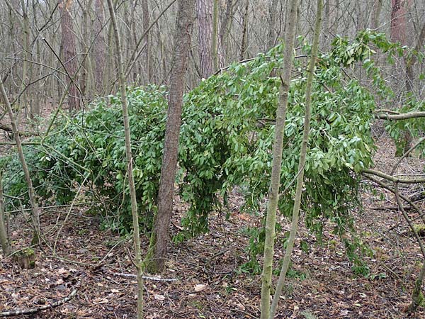 Euonymus fortunei \ Kletter-Spindelstrauch, Kriechspindel-Pfaffenh�tchen / Fortune's Spindle, D Mannheim 11.2.2019