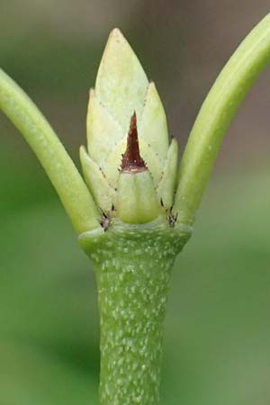 Euonymus fortunei \ Kletter-Spindelstrauch, Kriechspindel-Pfaffenh�tchen / Fortune's Spindle, D Mannheim 11.2.2019