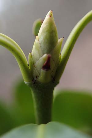 Euonymus fortunei \ Kletter-Spindelstrauch, Kriechspindel-Pfaffenh�tchen / Fortune's Spindle, D Mannheim 11.2.2019