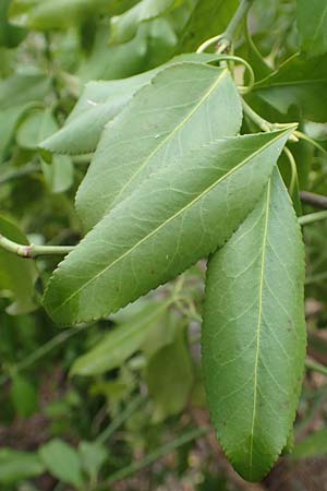 Euonymus fortunei \ Kletter-Spindelstrauch, Kriechspindel-Pfaffenh�tchen / Fortune's Spindle, D Mannheim 11.2.2019