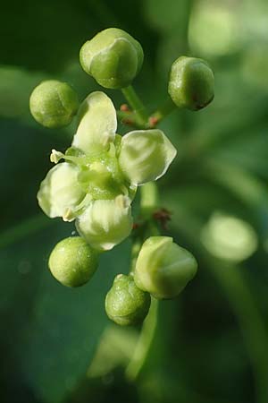 Euonymus fortunei \ Kletter-Spindelstrauch, Kriechspindel-Pfaffenh�tchen / Fortune's Spindle, D Mannheim 3.6.2019