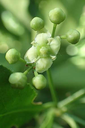Euonymus fortunei \ Kletter-Spindelstrauch, Kriechspindel-Pfaffenh�tchen / Fortune's Spindle, D Mannheim 3.6.2019