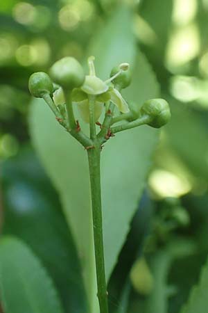 Euonymus fortunei \ Kletter-Spindelstrauch, Kriechspindel-Pfaffenh�tchen / Fortune's Spindle, D Mannheim 3.6.2019