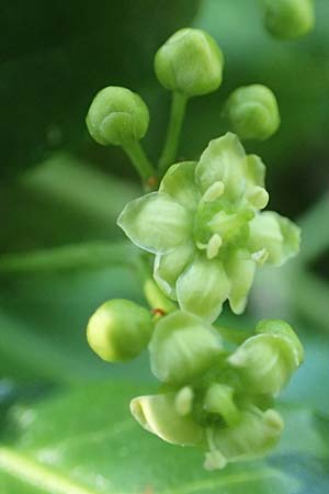 Euonymus fortunei \ Kletter-Spindelstrauch, Kriechspindel-Pfaffenh�tchen / Fortune's Spindle, D Mannheim 3.6.2019