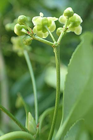 Euonymus fortunei \ Kletter-Spindelstrauch, Kriechspindel-Pfaffenh�tchen / Fortune's Spindle, D Mannheim 3.6.2019