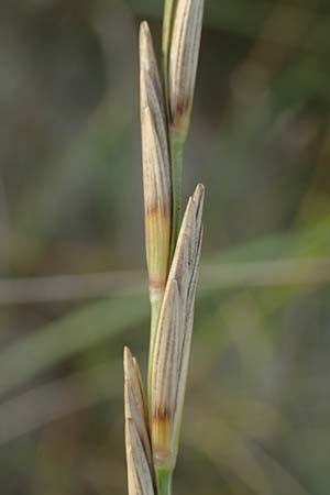 Elymus farctus \ Binsen-Quecke, Strandweizen / Sand Couch, See Wheat, D Sierksdorf-Haffkrug 12.9.2021