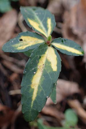 Euonymus fortunei \ Kletter-Spindelstrauch, Kriechspindel-Pfaffenh�tchen / Fortune's Spindle, D Mannheim 21.2.2022