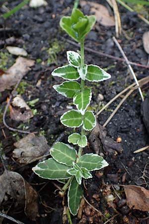Euonymus fortunei \ Kletter-Spindelstrauch, Kriechspindel-Pfaffenh�tchen / Fortune's Spindle, D Bochum 20.6.2022