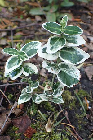 Euonymus fortunei \ Kletter-Spindelstrauch, Kriechspindel-Pfaffenh�tchen / Fortune's Spindle, D Bochum 20.6.2022