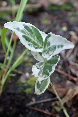 Euonymus fortunei \ Kletter-Spindelstrauch, Kriechspindel-Pfaffenh�tchen / Fortune's Spindle, D Bochum 20.6.2022