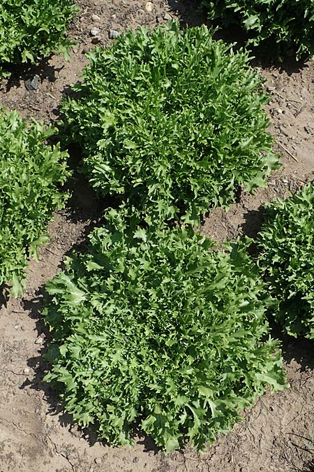 Cichorium endivia var. crispum \ Frise-Salat, Krausblttrige Endivie / Frise Lettuce, Curly-Leaved Endive, D Mannheim 3.6.2023