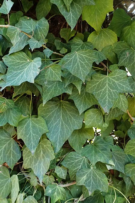 Hedera helix \ Efeu / Ivy, D Bad Dürkheim 23.2.2025